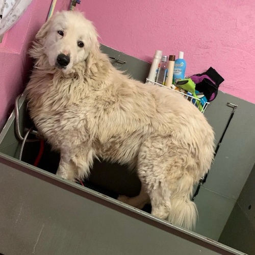 Xxl (100lbs) 2 hours $110