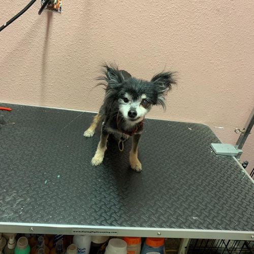 Mini dog under 10lbs  $25
