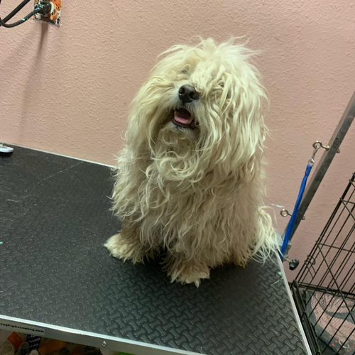 Matted dog $ 65
2 hours 
