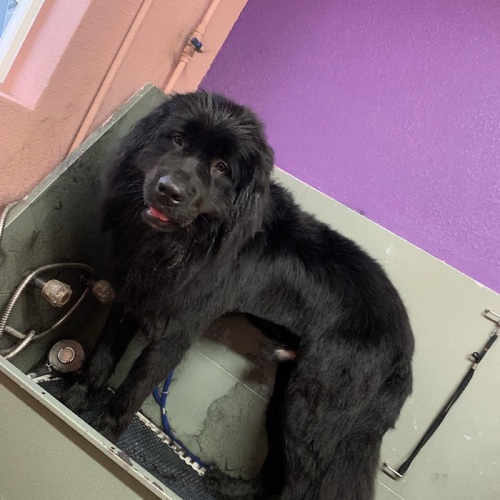   XLarge Dog (76lbs )
2 hours $110