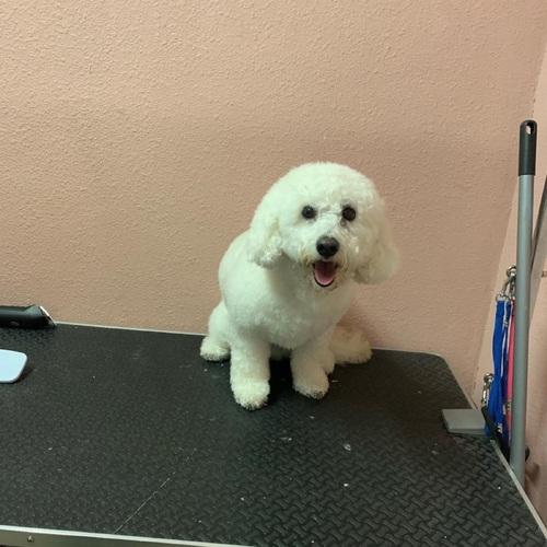 Small Dogs (20lbs)
2hours $35
