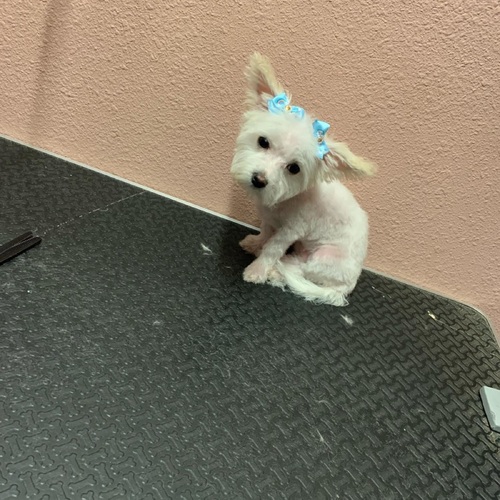 Puppies $30

