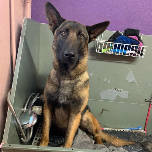 Large dog (46-75lbs) $70
2 hours 