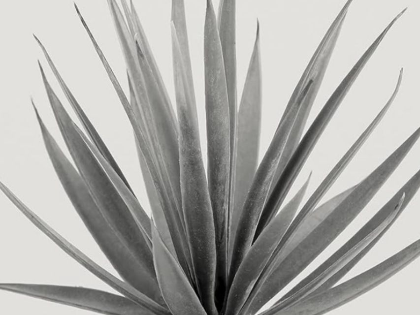 Agave Hair Studio | Hair Salon in Chandler, AZ