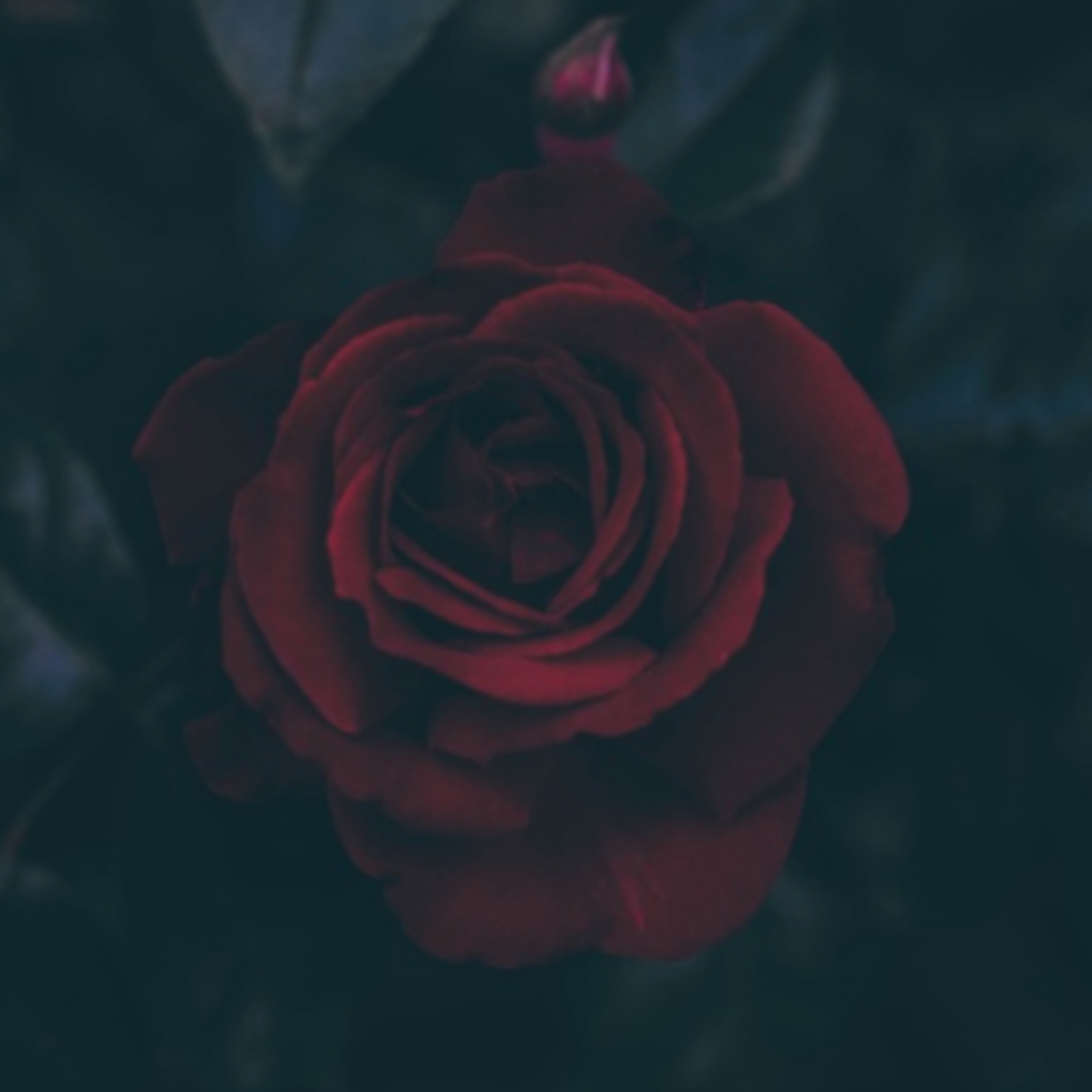 Lavish Looks Esthetics