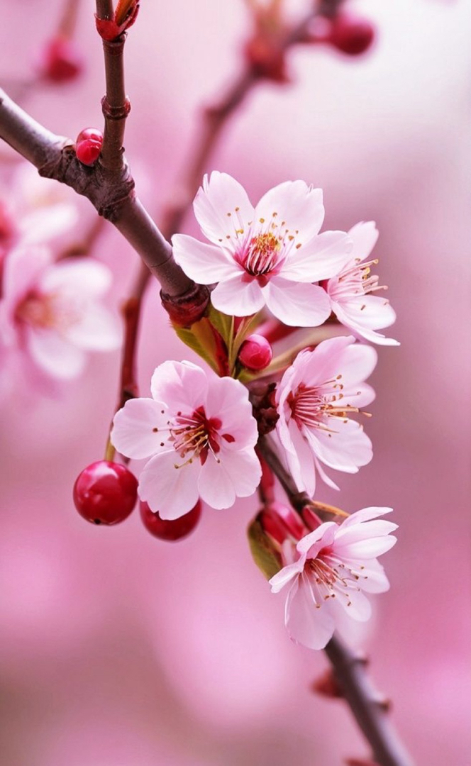 Chic Beauty Nail Spa