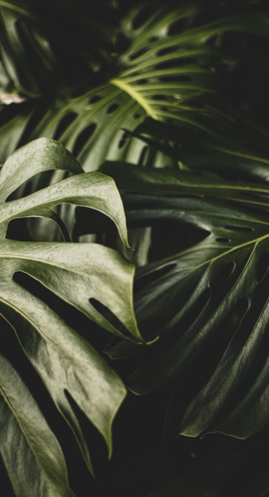 Mini Fill in- ONE WEEK ONLY