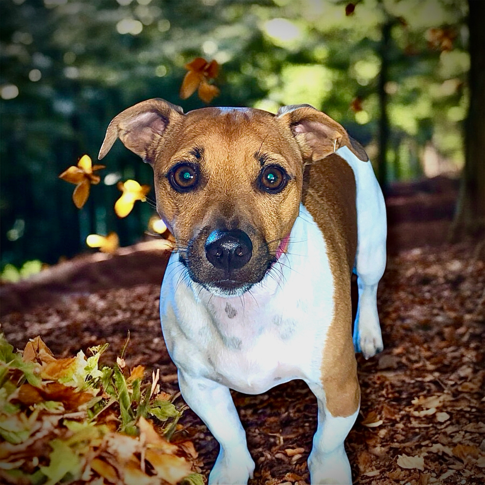 Deshedding Bath & Brush