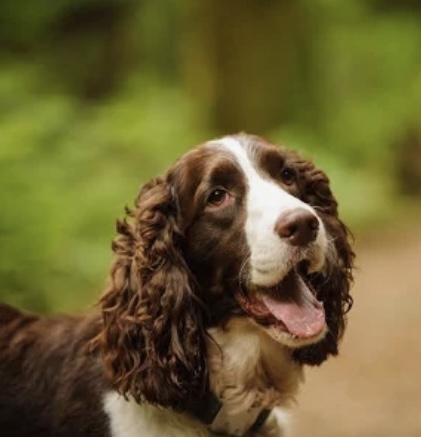 Springer Spaniel