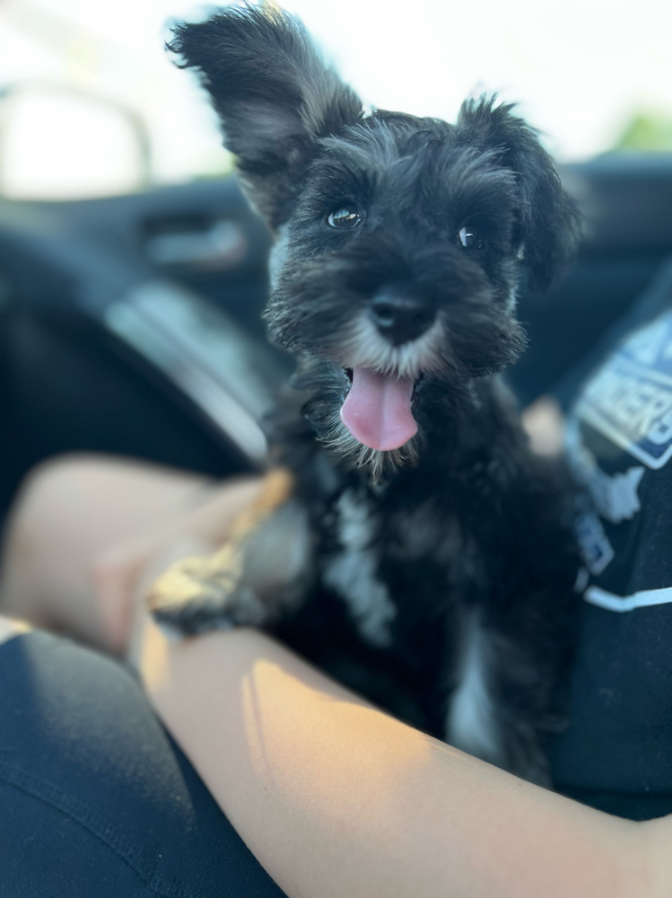 Primer corte de pelo de cachorro