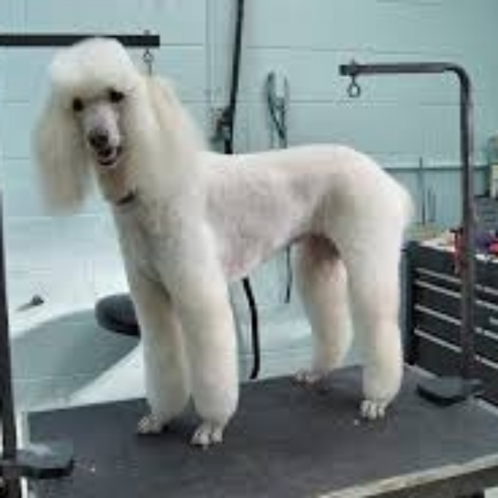 Basic Grooming Large Dog at Glamour Grooming And Boarding in Memphis, TN