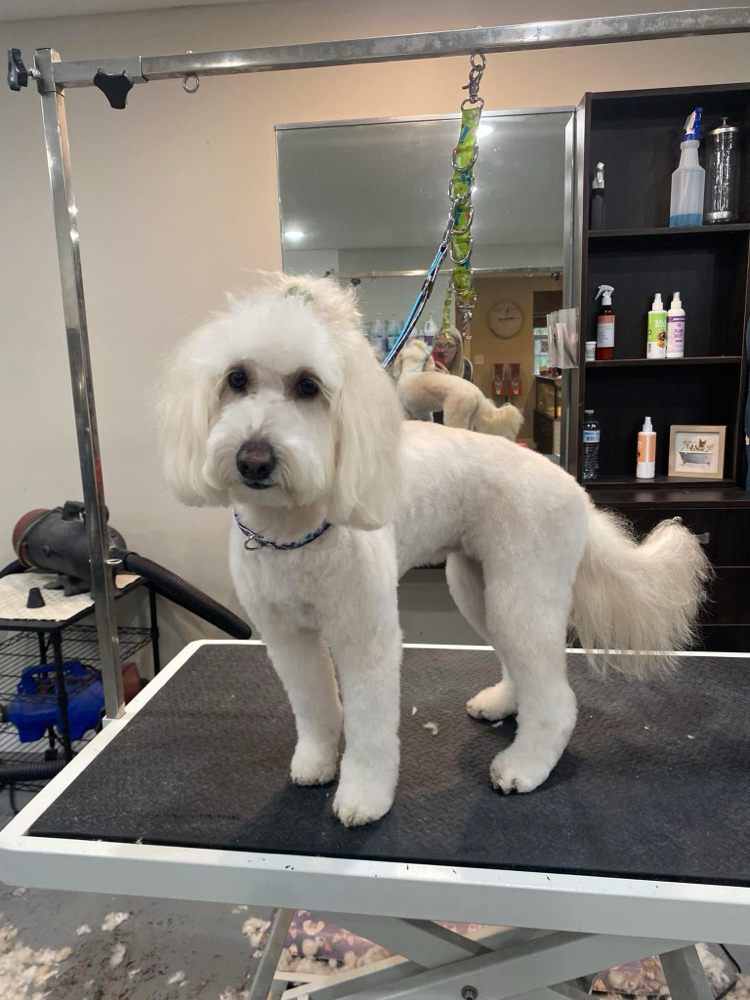 Medium Dog- Full Groom