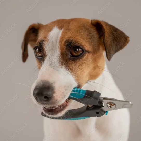Nail trim only at Royals Dog Palace in Milwaukee, WI
