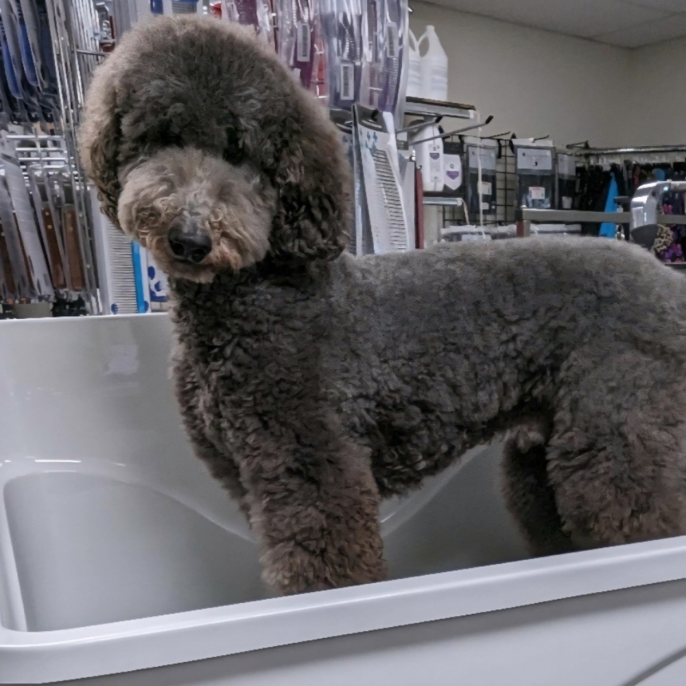 Bath-X-Large-Curly-Poodle/Doodle at Tail Waggers Grooming LLC in Fort Worth, TX