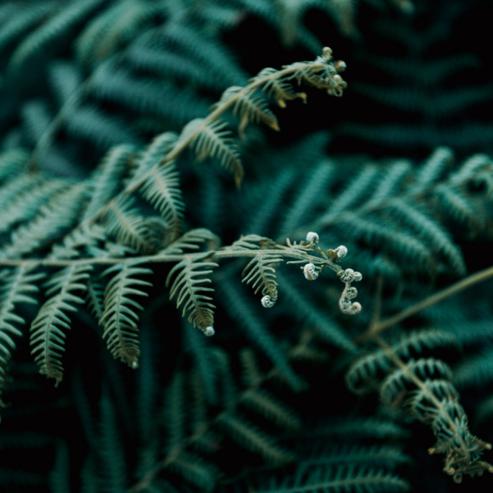 Inner Thigh at Lady Time Wax in Eagan, MN