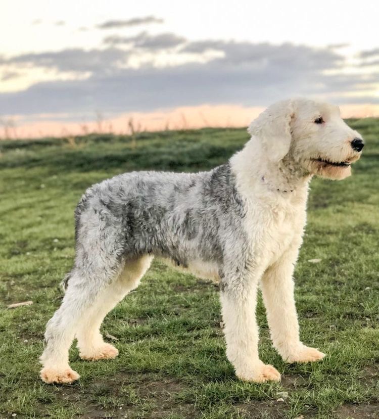 Sheepadoodle - Touch Up