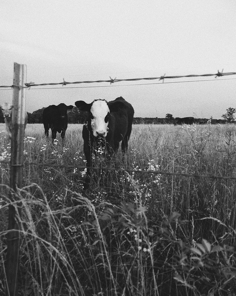 No Chip at Salon Idyll in Rochelle, IL