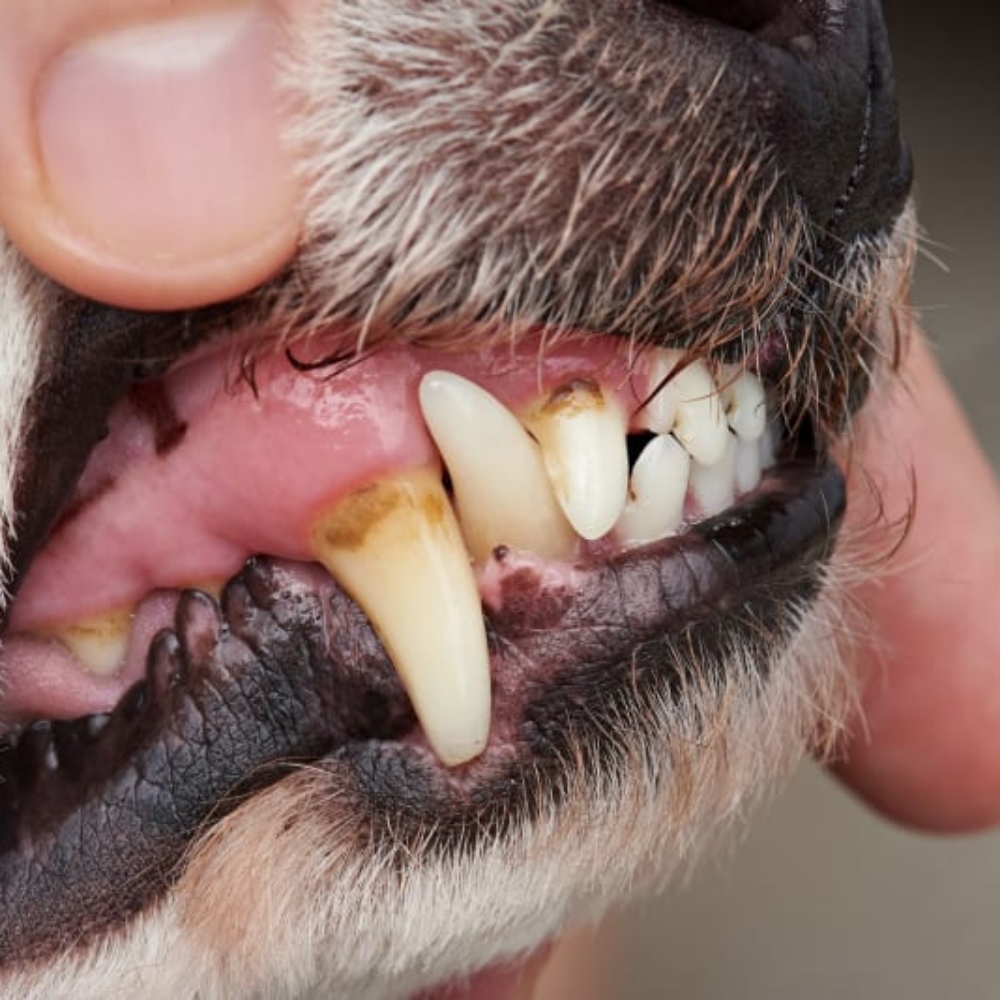 Medium Dog Teeth Touch Up at Sparkling Smiles Doggy Dental Cleaning LLC in Tucson, AZ