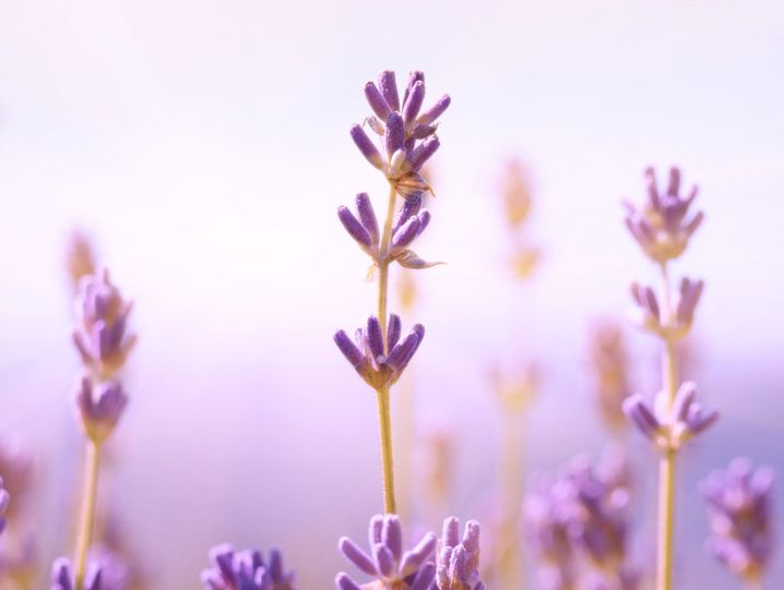 Lavender Lemon Facial ( Relaxing)