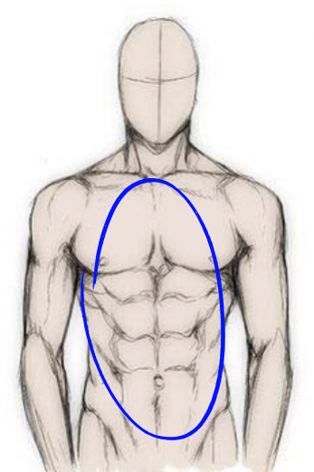 Men’s Torso (Chest And Stomach)