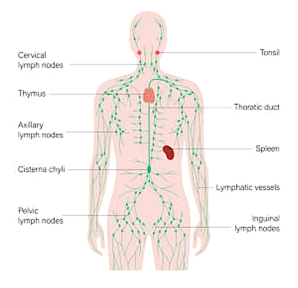 Lymphatic Drainage Massage