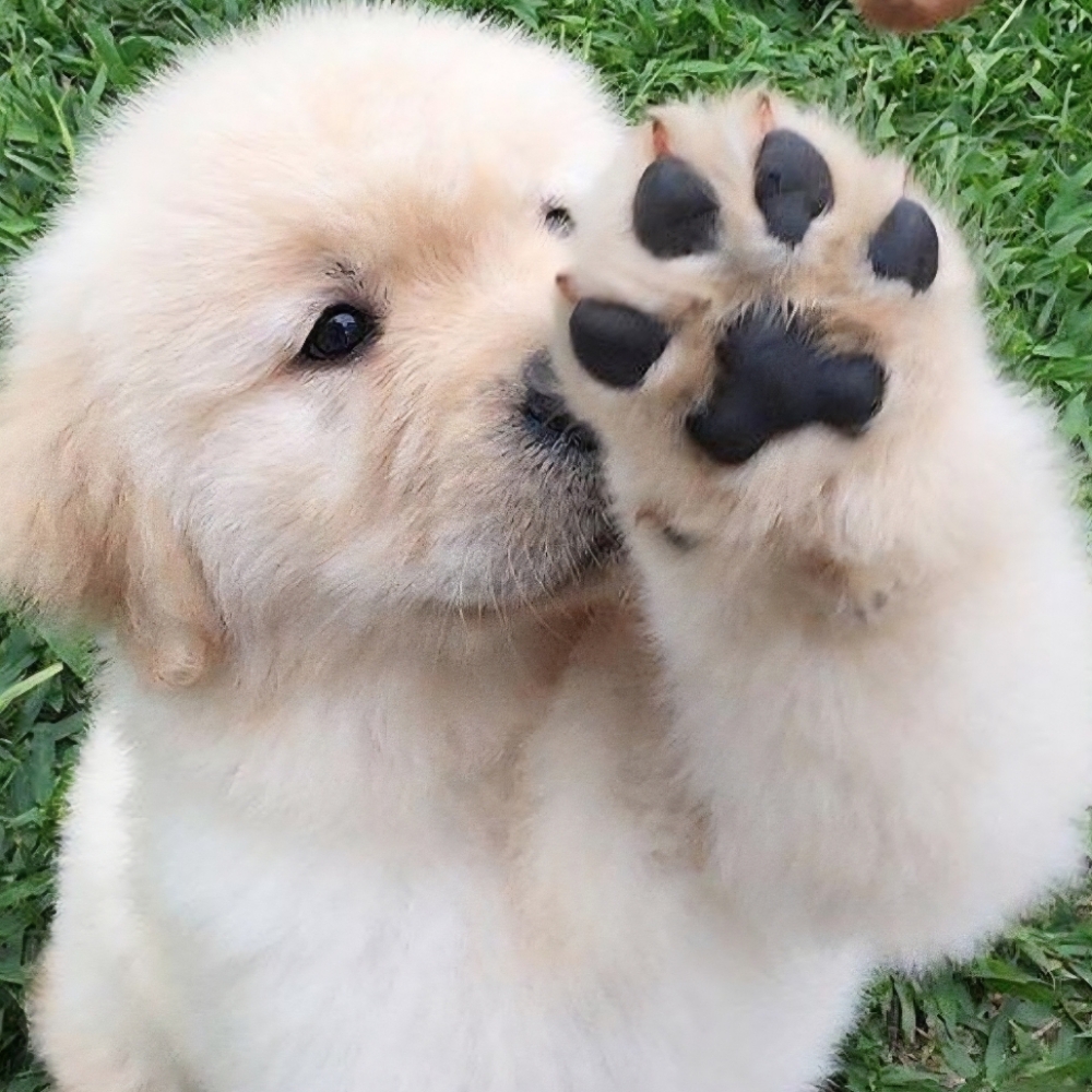Paw Pad Trim at Tail Waggers Grooming LLC in Fort Worth, TX