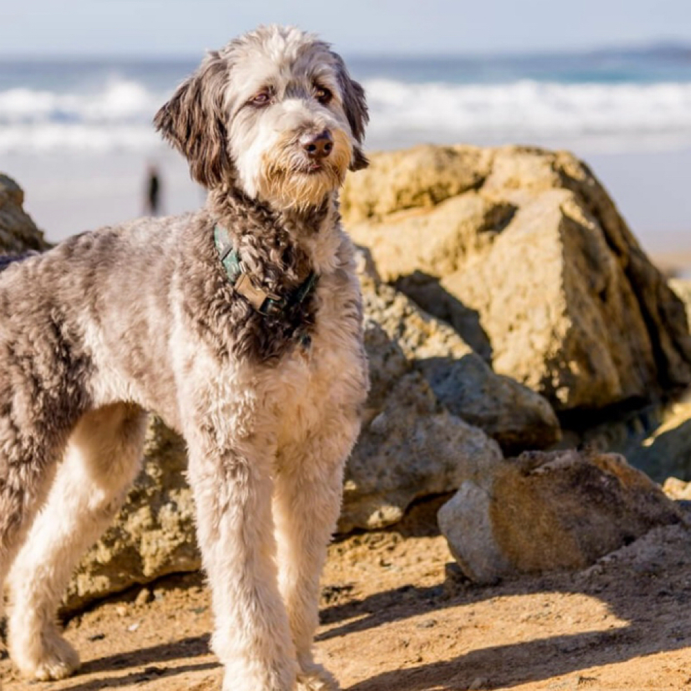 Doodle/Poodle Groom XL 80lbs+