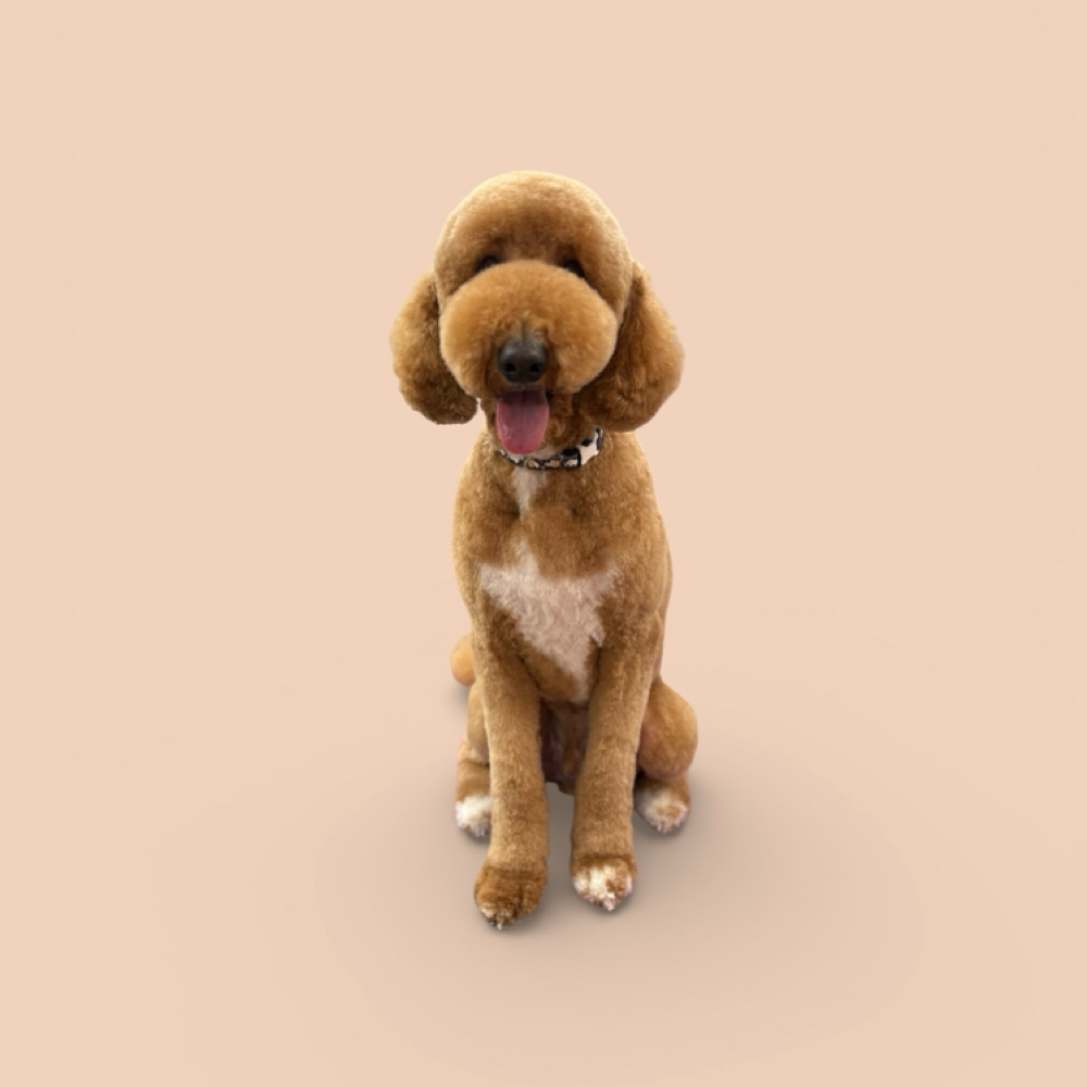 50-64lbs Haircut- Full Service at The Pet BOOtique in Carrollton, TX