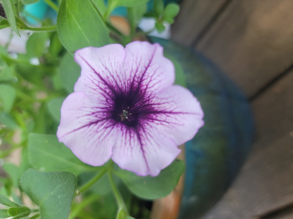 Integrative Massage - 60 Minutes