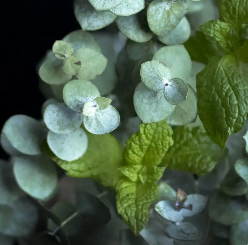 Pedicure (Regular)-Eucalyptus Mint