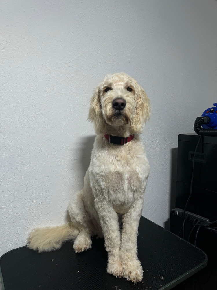 Large Dog Groom (45+)