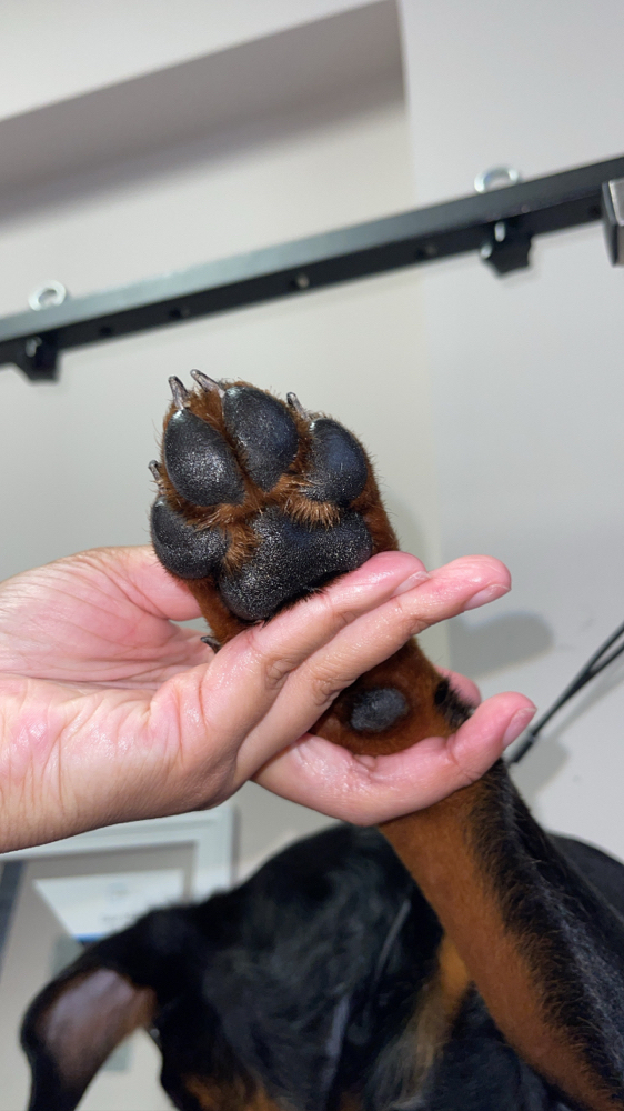 Add On~ Nail Trim