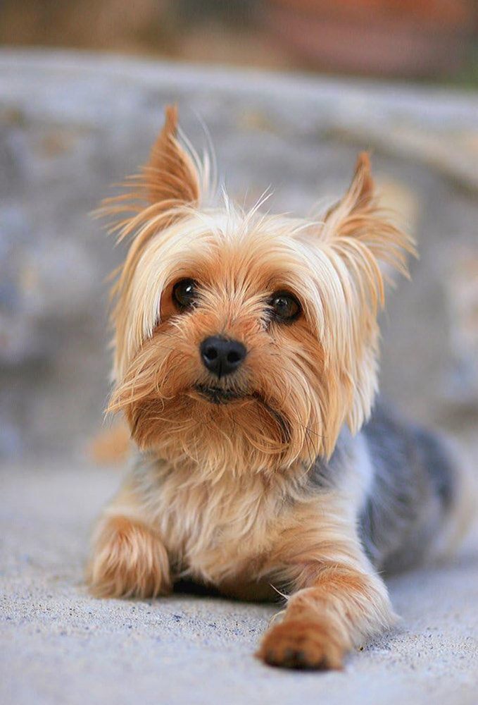 Small Dog Hair Cut