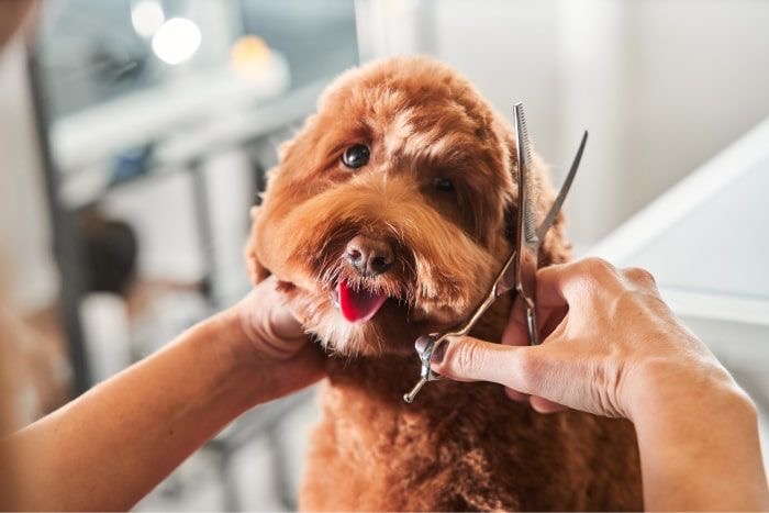 Full Groom at Shaggy Pups Grooming in Trafalgar, IN