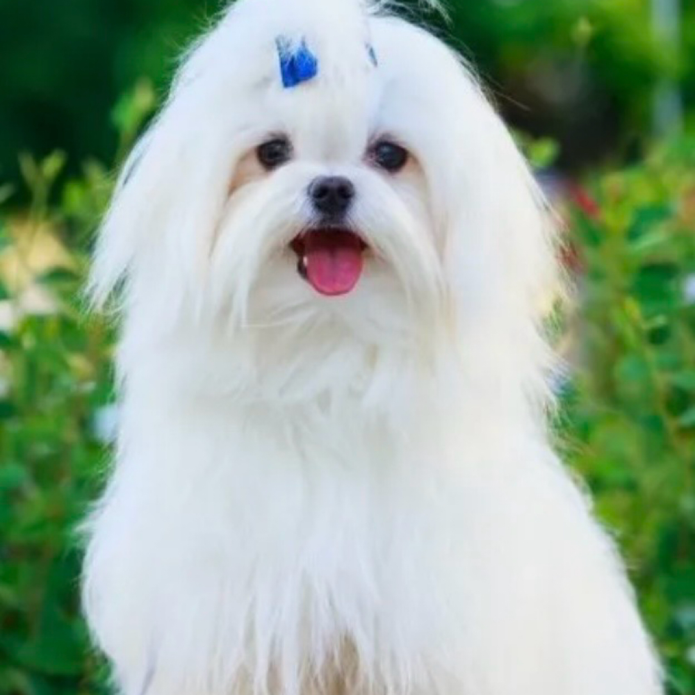 Maltese/Maltipoo at Saltypaw Dog Grooming in Kalama, WA