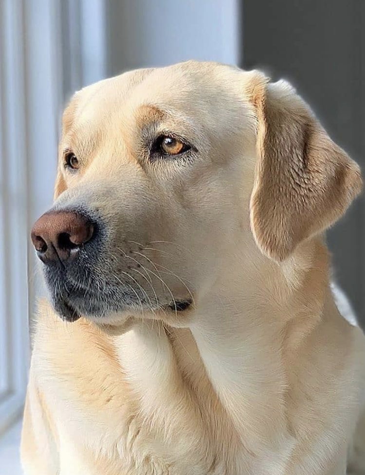 Labrador Retriever - Bath & Fluff