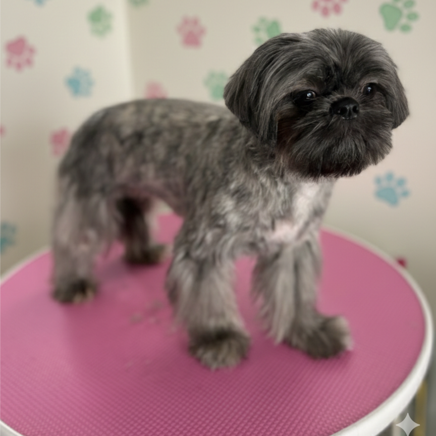 Doggy Spa Day Package at Fluff Studio LLC in Masontown, PA