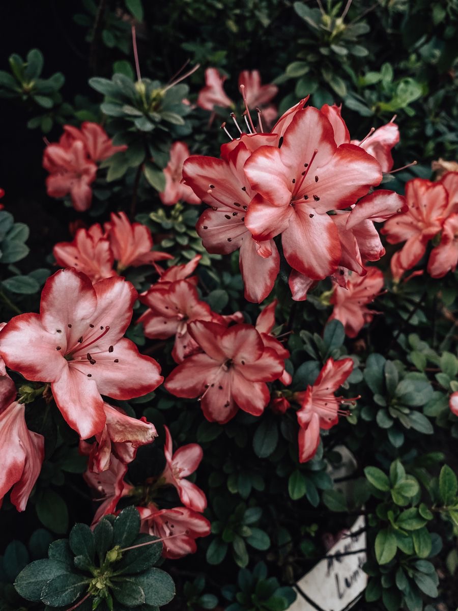 Face Frame Highlight