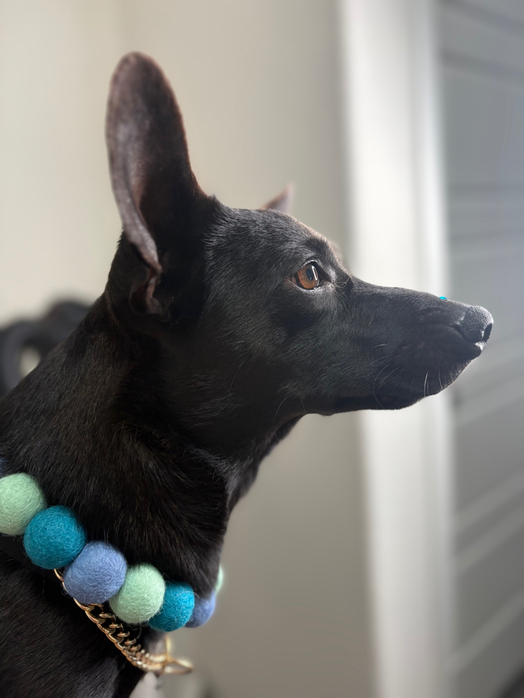 Ear Flush at The Shiny Puppy LLC in Royse City, TX