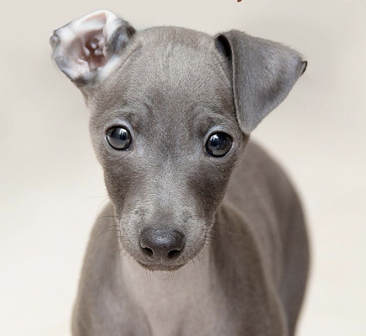 Italian Greyhound - Bath & Fluff