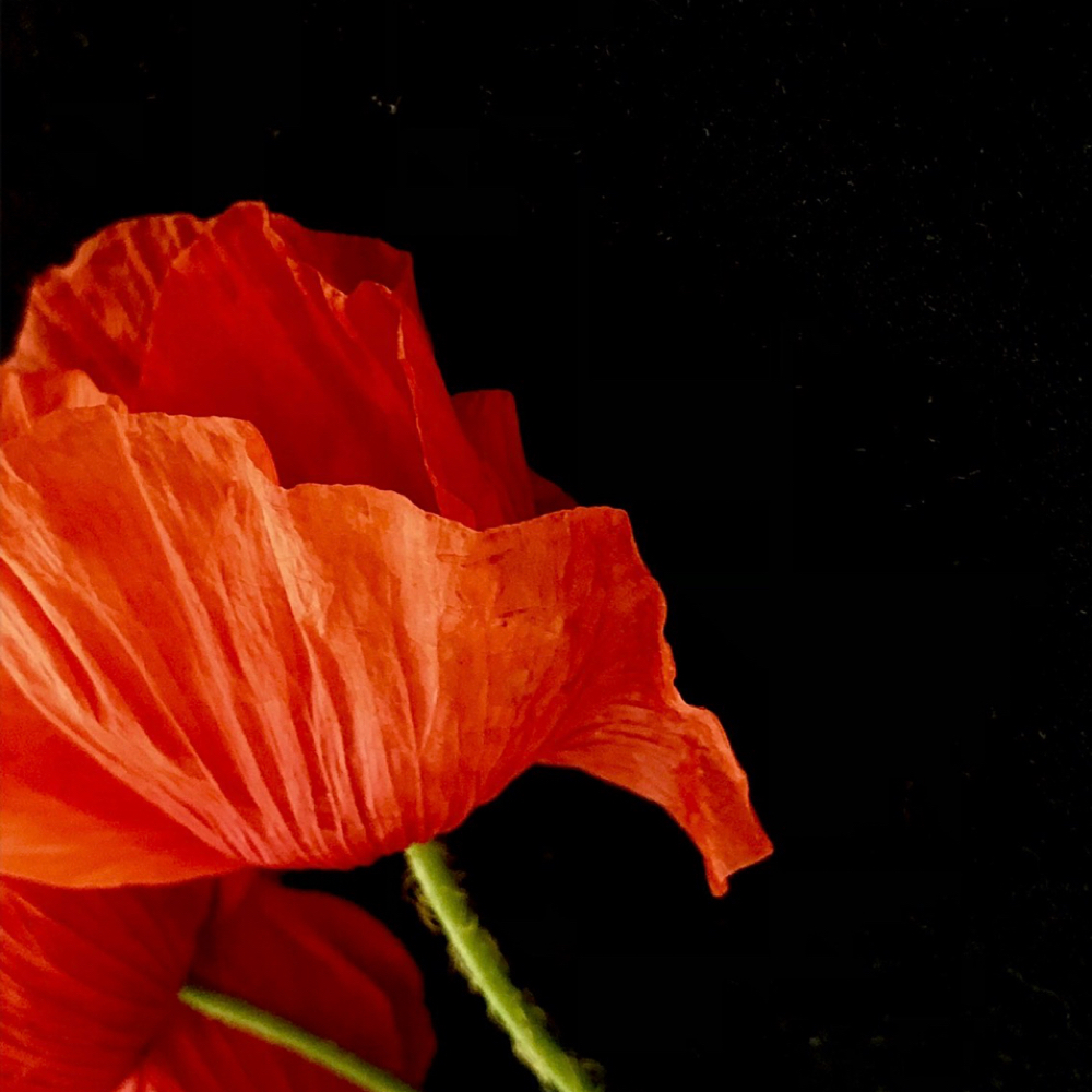 First Session Free at The Red Light Room at Sol Collective in Denver, CO