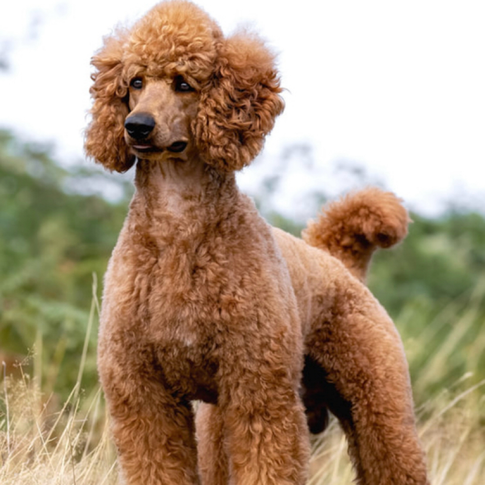 Poodle/Doodle Groom LG 45-80lbs
