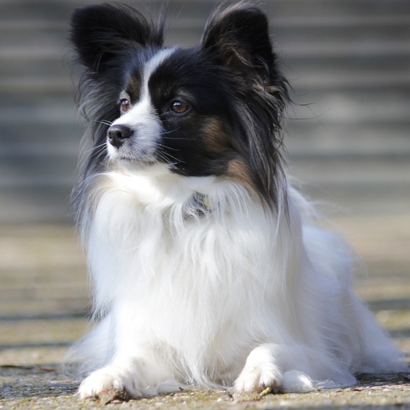 Papillon at The Groom Room in Hope Mills, NC