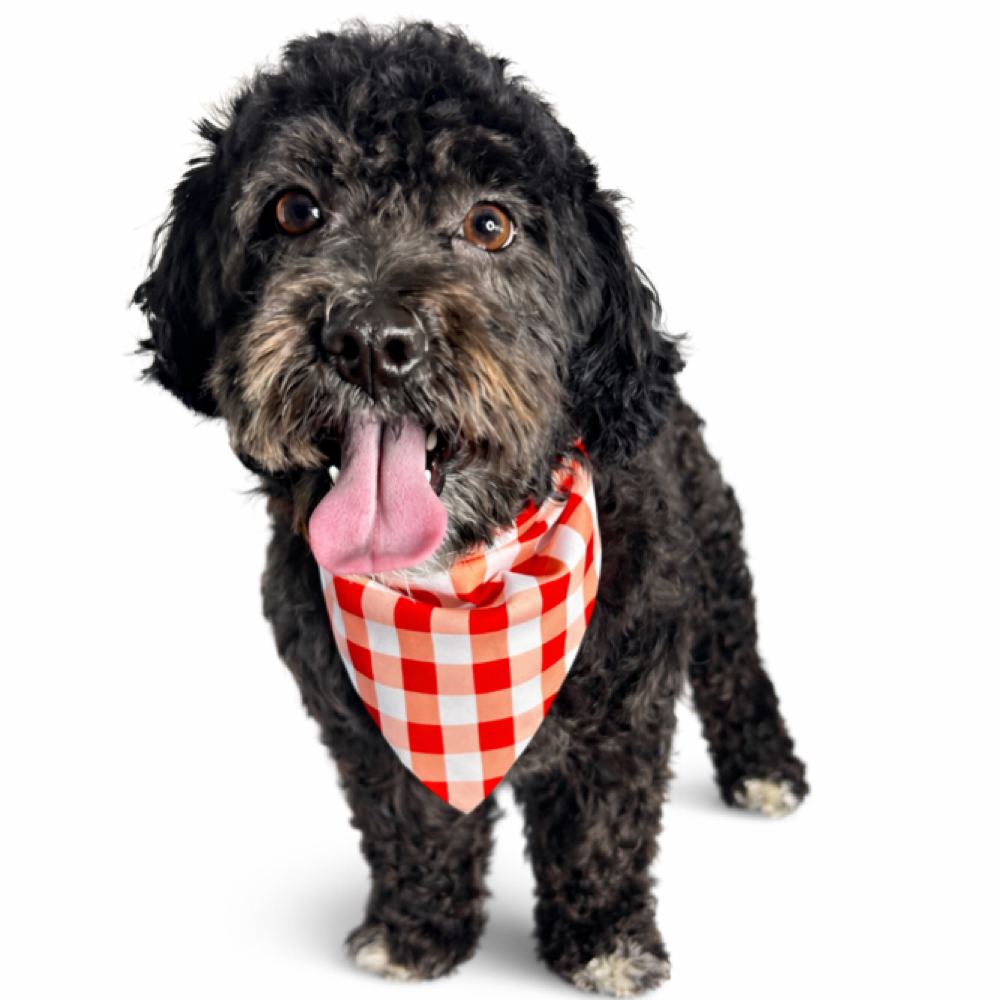 Tidy Up at 5 Star Pawz Llc in cartersville, GA