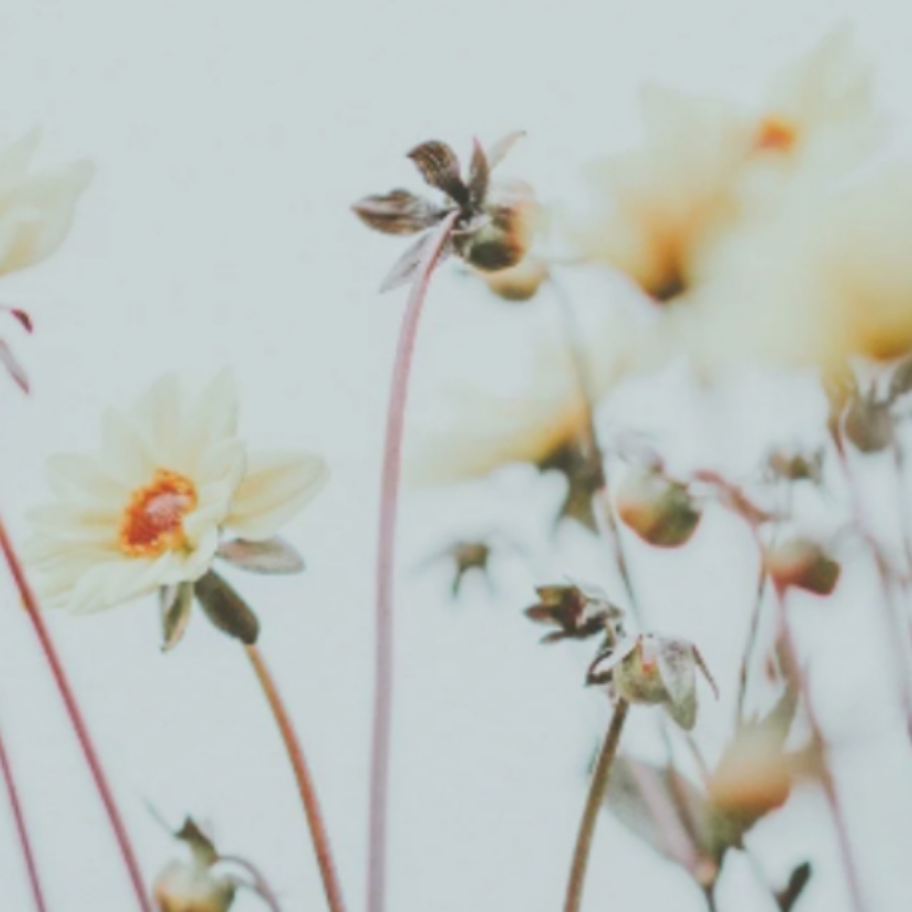 Halo Foil at Oxford&Mane in Oxford, NC