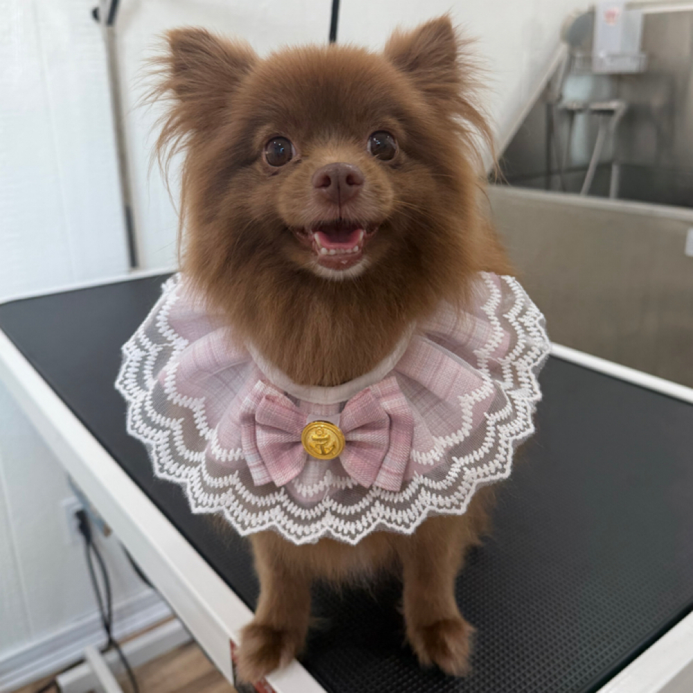 Small 0-20lbs Bath at Wagnolia Grooming Studio in Weslaco, TX