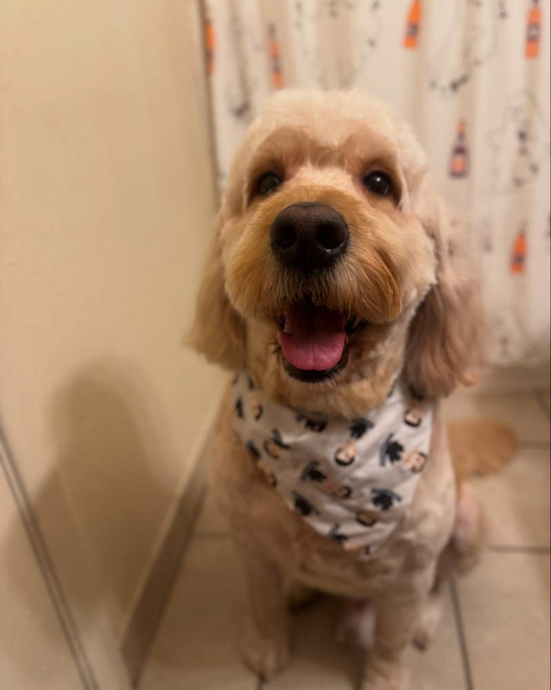 Large Pampered Pet Package