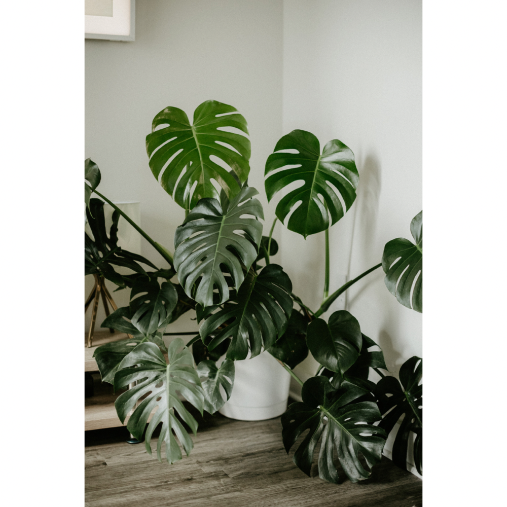 Keratin Smoothing Treatment Express