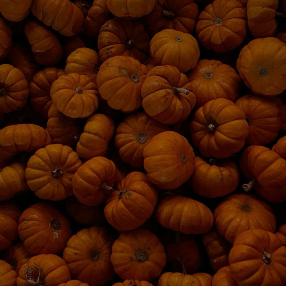 𝒫𝓊𝓂𝓅𝓀𝒾𝓃 𝐻𝓎𝒷𝓇𝒾𝒹🎃 at JuicyJade in Texas City, TX