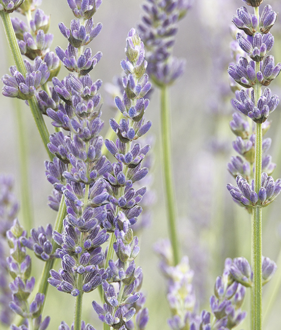 Relax | Organic Spray Tan at The Bronzing Belle in Blue Ridge, GA